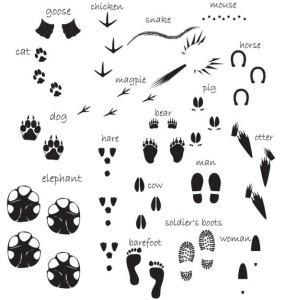 Set of Vector Black Footprints & Footmark