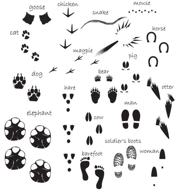 Set of Vector Black Footprints & Footmark