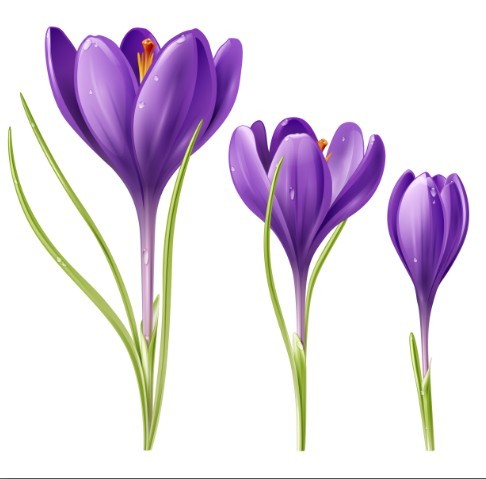 Elegant Violet Flower Vector Illustration 03
