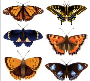 Vector Colorful Butterfly Illustrations
