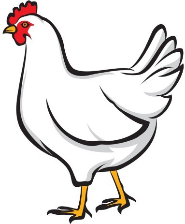 Simple Vector Chicken Illustration 01