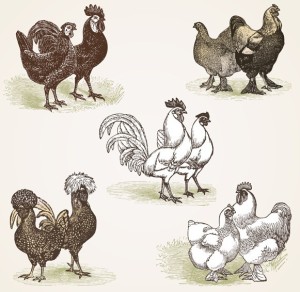 Simple Vector Chicken Illustration 03