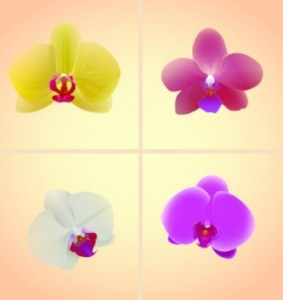 Vintage Orchid Card Background Vector 02