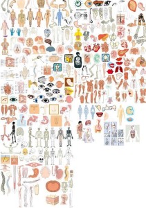 Set Of Human Organ Design Elements Vector