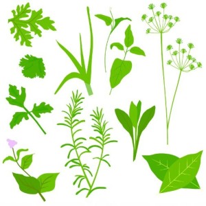 Collection Of Green Herbals Vector 01
