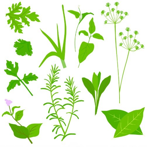 Collection Of Green Herbals Vector 01