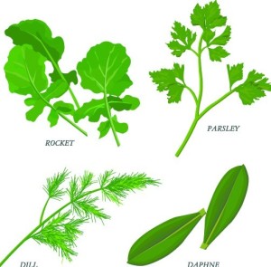 Collection Of Green Herbals Vector 02