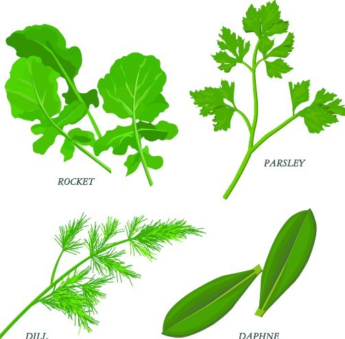 Collection Of Green Herbals Vector 02