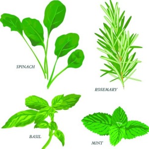 Collection Of Green Herbals Vector 03