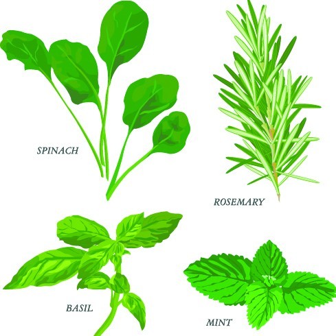 Collection Of Green Herbals Vector 03