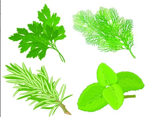 Collection Of Green Herbals Vector 04