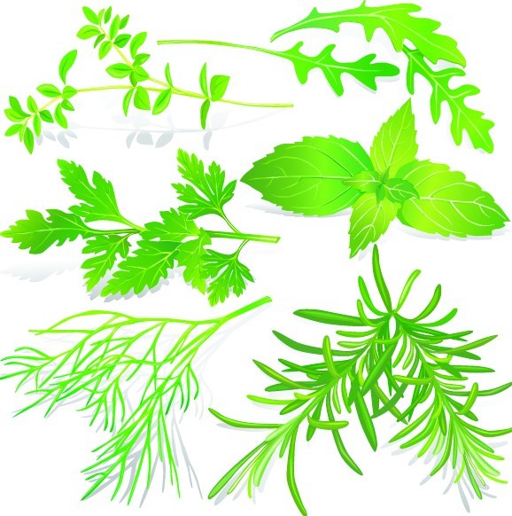 Collection Of Green Herbals Vector 05