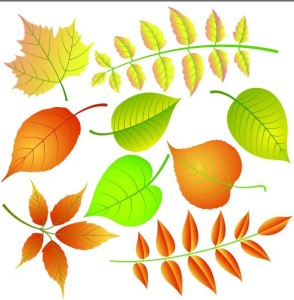 Vector Illustrations Of Colored Leaves