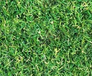 Seamless Green Grass Texture