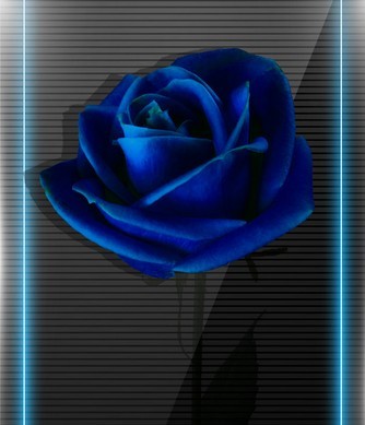 Blue Rose PSD Frame