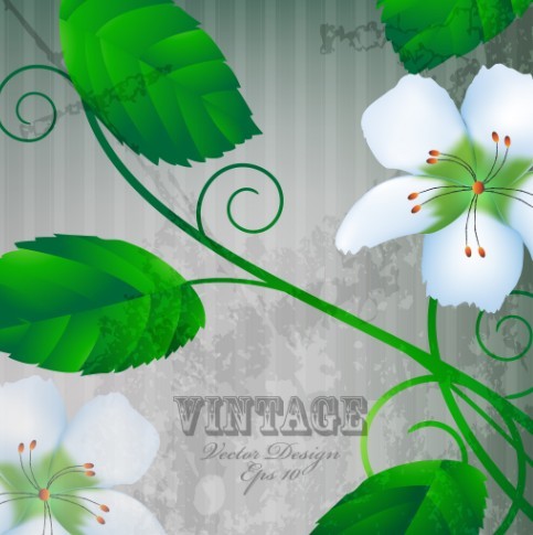 Vintage White Peach Blossoms with Green Leaves Illustration Vector