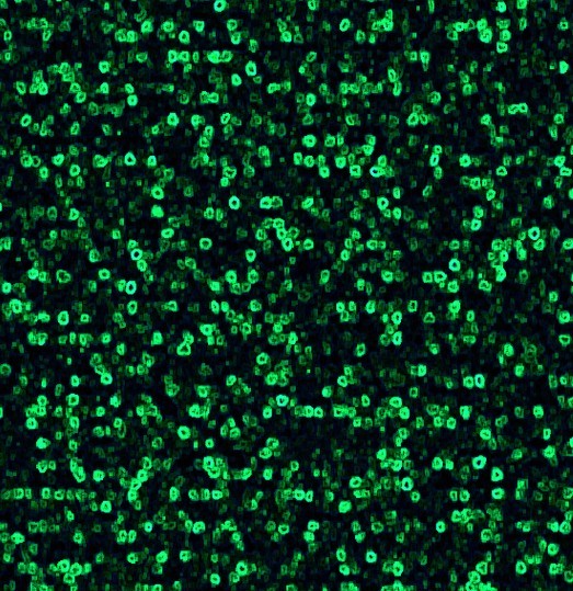 Green Alien Rough Texture
