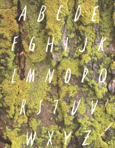Thicket Font