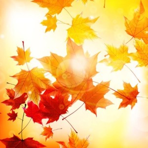 Fall Maples Leaves Vector