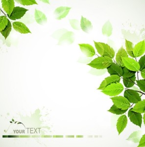 Summer Green Leaves 2015