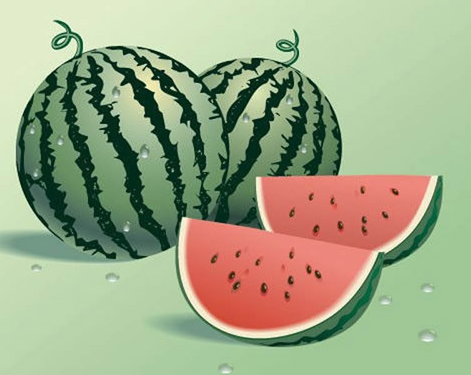 Summer Fresh Watermelon Vector