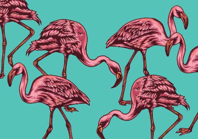 Flamingo Vector Set