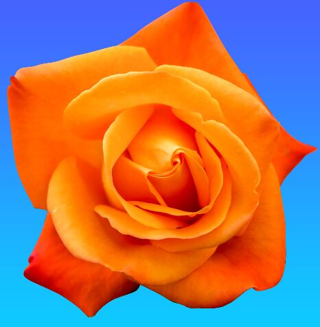 Isolated Rose Flower PSD