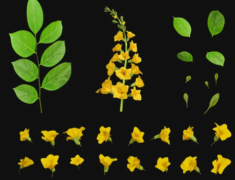 Padauk Design Assets PSD